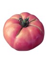 Tomate rose de berne
