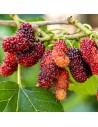 Morus alba 'Rossa'-  Mûrier rouge