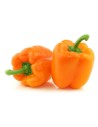 Poivron orange