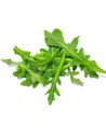 Rucola