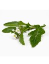 Diplotaxis erucoïdes - Rucola Wasabi