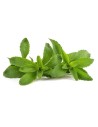 Stevia