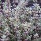 Thymus vulgaris Silver Posie - thym silver poésie