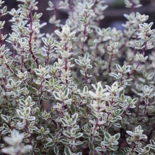 Thymus vulgaris Silver Posie - thym silver poésie