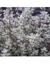 Thymus vulgaris Silver Posie - thym silver poésie