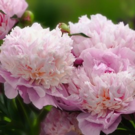 Paeonia suffruticosa Sarah Bernard pivoine