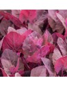 Atriplex hortensis - arroche des jardins