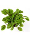 Rumex sanguineus - Oseille sanguine