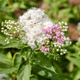 Valeriana officinalis - Valériane officinale