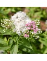 Valeriana officinalis - Valériane officinale