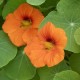 Tropaeolum minus - capucine comestible