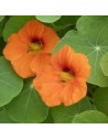 Tropaeolum minus - capucine comestible