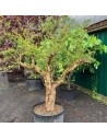 Punica granatum - Grenadier vieux tronc