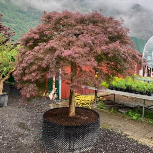 Acer palmatum 'Dissectum garnet' - Erable du Japon