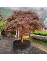 Acer palmatum 'Dissectum garnet' - Erable du Japon