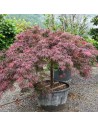 Acer palmatum 'Inaba Shidare' - Erable du Japon