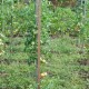 Tuteurs carrés à tomates