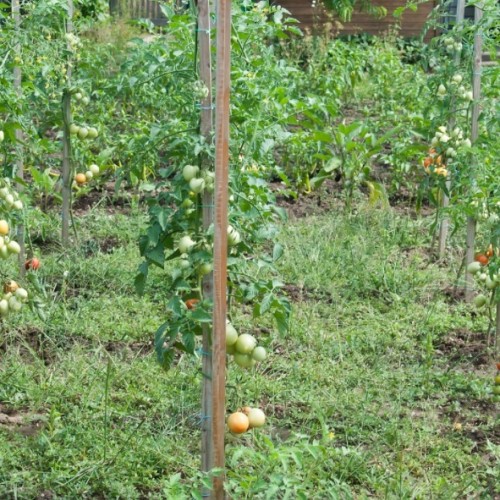 Tuteurs carrés à tomates