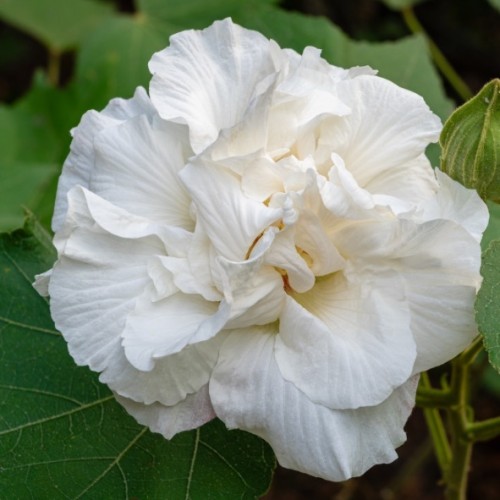 Hibiscus syriacus 'Admiral Dewey' - Althéa - Mauve en arbre