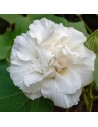 Hibiscus syriacus 'Admiral Dewey' - Althéa -  Mauve en arbre