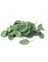 Huître végétale - Mertensia maritima