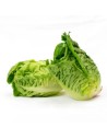 salade laitue romaine Little Gem