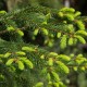 Picea abies 'Fastigiata' - Epicéa