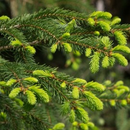 Picea abies fastigiata