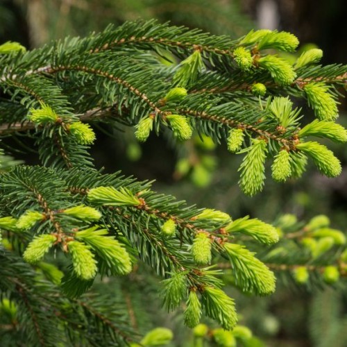 Picea abies 'Fastigiata' - Epicéa