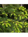 Picea abies 'Fastigiata' - Epicéa
