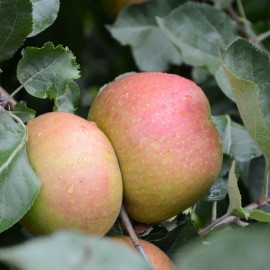 Malus 'Belle de Boskoop (pommier)