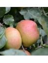 Malus domestica 'Belle de Boskoop' - Pommier