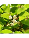 Actinidia arguta 'Weiki' - Kiwi