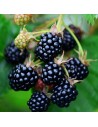 Rubus fruticosus 'Asterina' - Mûrier sans épines