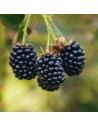 Rubus fruticosus 'Scotty Loch-Tay' - Mûrier