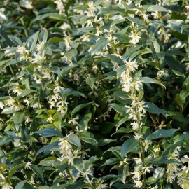 Sarcococca confusa - Sarcocoque confus