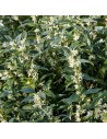 Sarcococca confusa - Sarcocoque confus