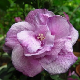 Hibiscus syriacus 'Hamabo' (mauve en arbre)