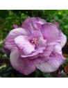 Hibiscus syriacus 'Ardens' - Althéa - Mauve en arbre