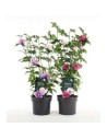 Hibiscus syriacus 'Bicolor’ - Althéa -  Mauve en arbre
