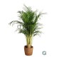 Dypsis lutescens - Areca en panier