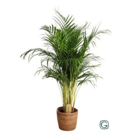 Dypsis lutescens 'Areca'