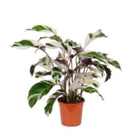 Calathea 'Fusion White'