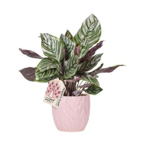 Calathea 'Rosa Sanderiana’ en céramique