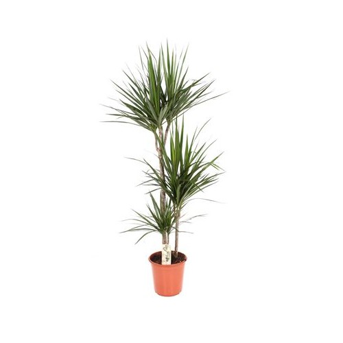 Dracaena