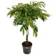 Ficus amstel king