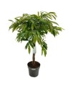 Ficus 'Amstel King'