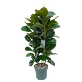 Ficus makana