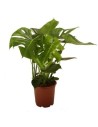 Monstera deliciosa