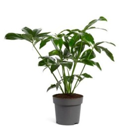 Philodendron fun bunn